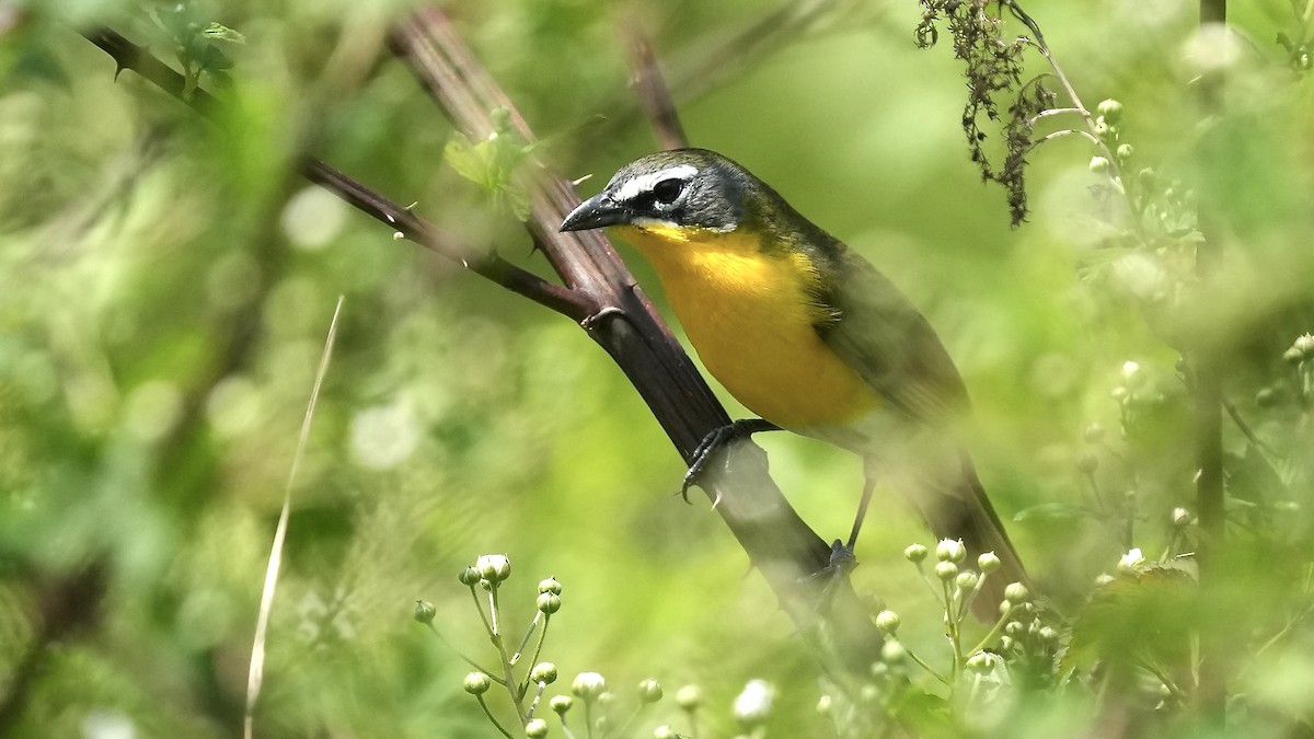 Yellow-breasted Chat - ML618115265