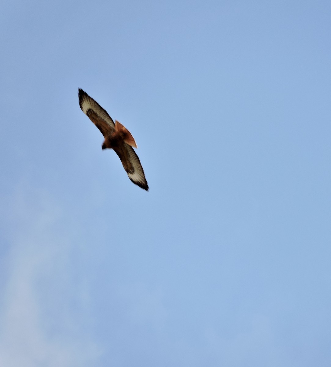 Red-tailed Hawk (calurus/alascensis) - ML618115286