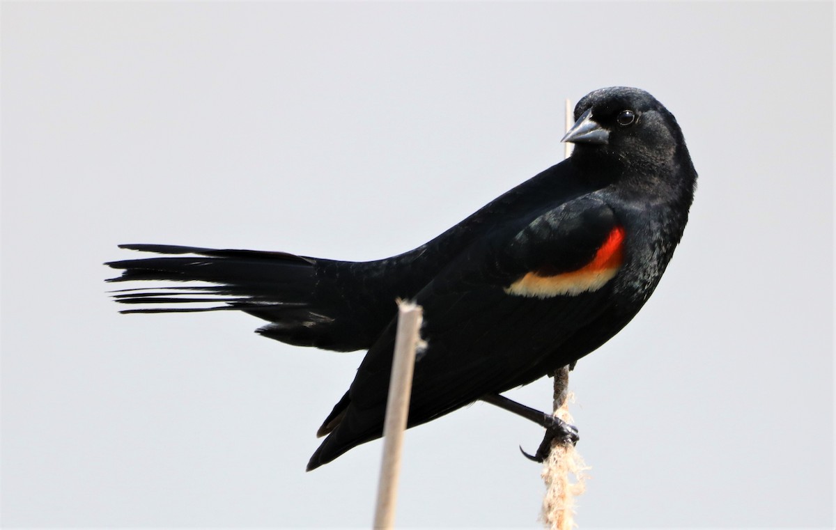 Red-winged Blackbird - ML618115293