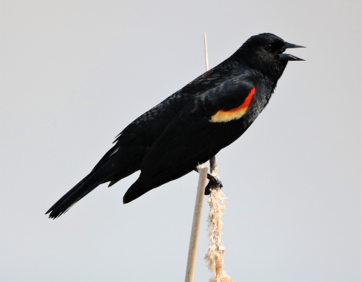 Red-winged Blackbird - ML618115294