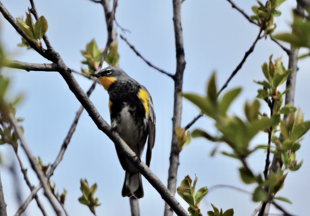 Yellow-rumped Warbler (Audubon's) - ML618115340