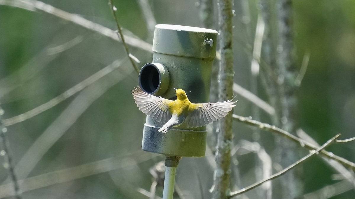 Prothonotary Warbler - ML618115341