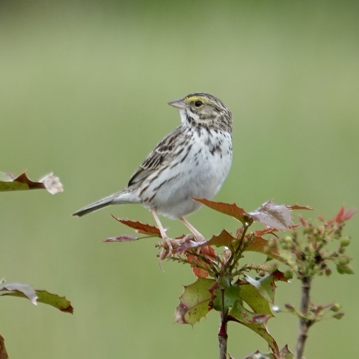 Savannah Sparrow - ML618115346