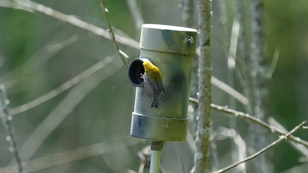Prothonotary Warbler - ML618115348
