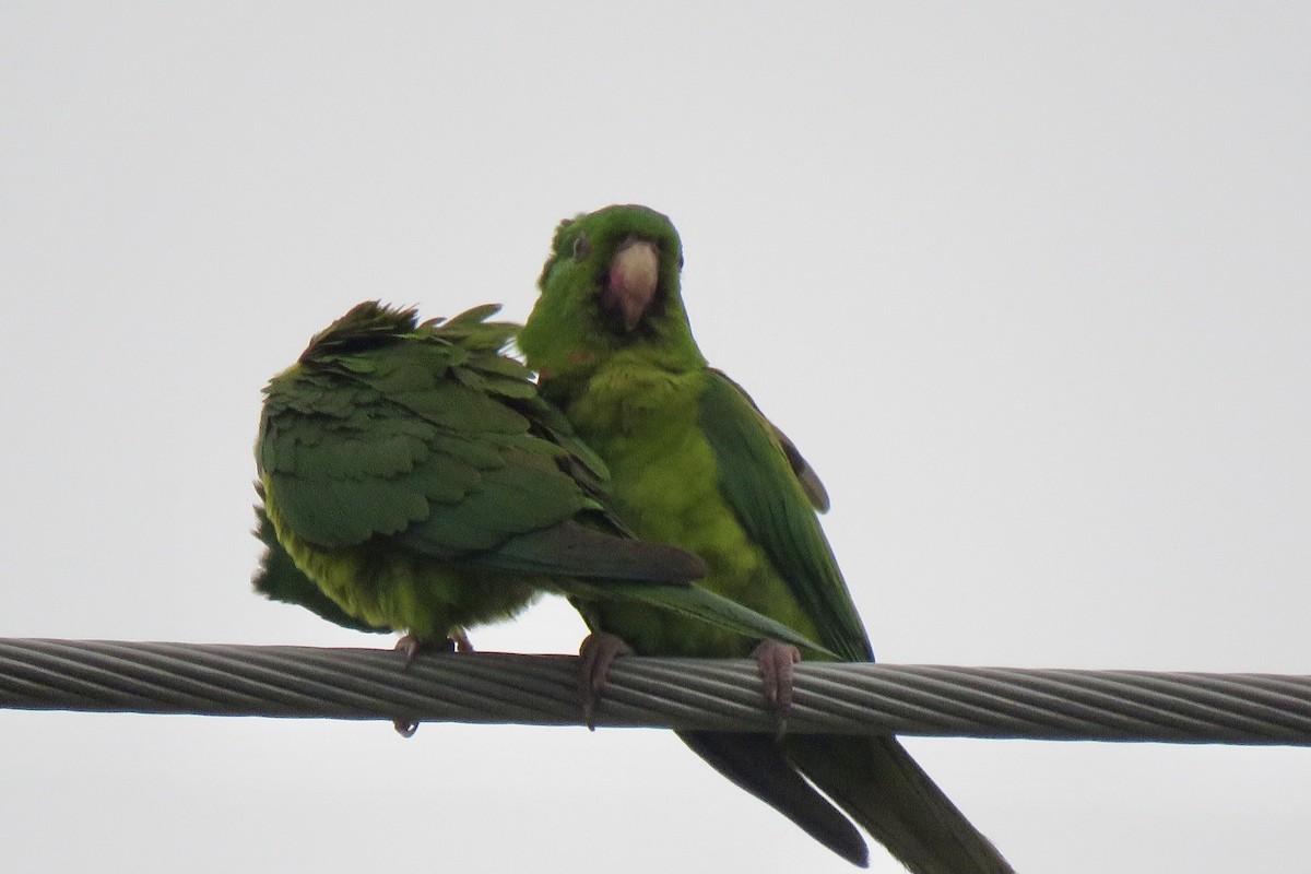 Green Parakeet - Nancy Clogston