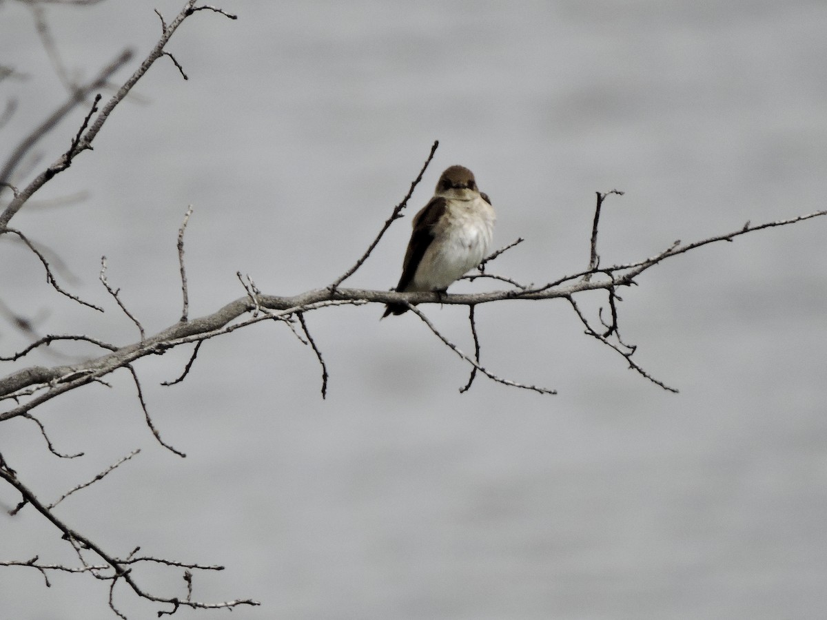 Northern Rough-winged Swallow - ML618115358