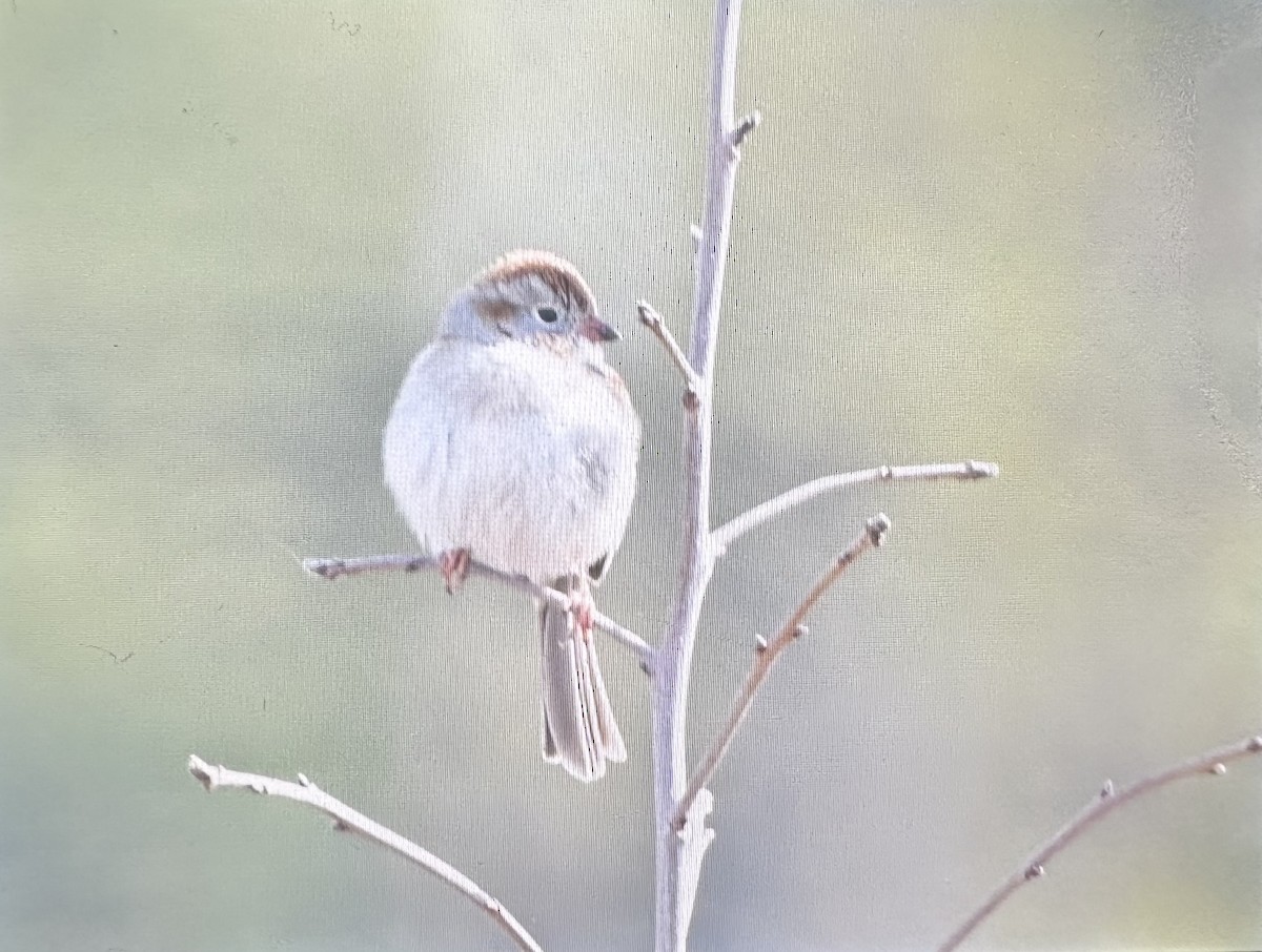 Field Sparrow - Cheryl Rizzo