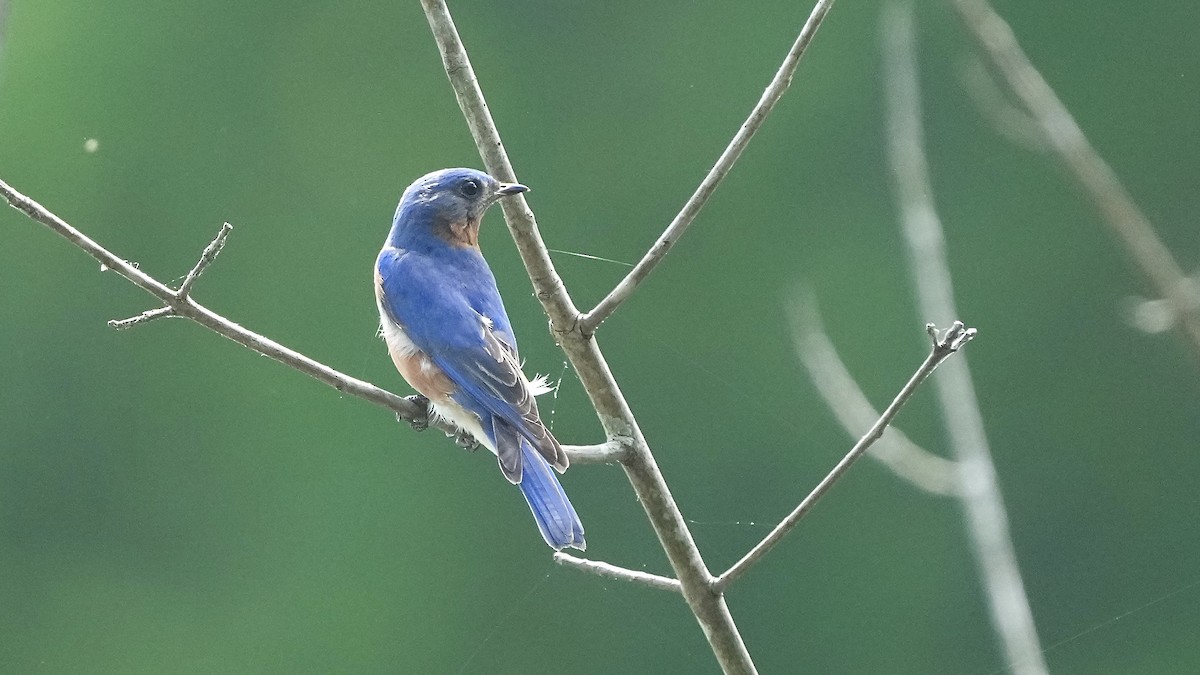 Eastern Bluebird - Sunil Thirkannad