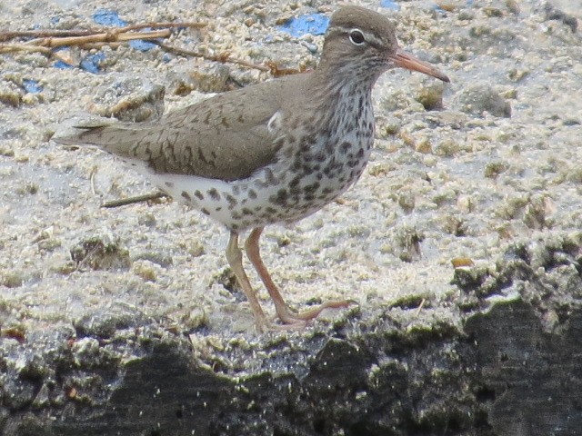 Spotted Sandpiper - Lillian Russell