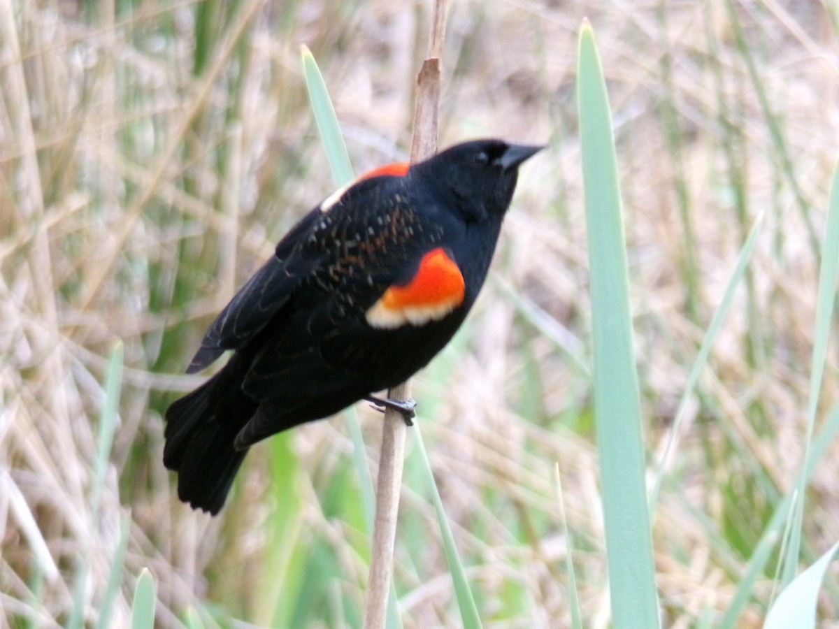 Red-winged Blackbird - Aquiles Enriquez