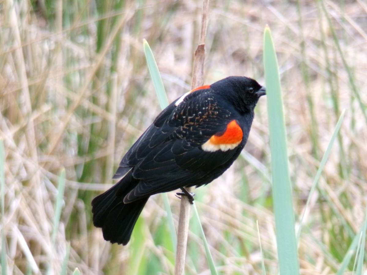 Red-winged Blackbird - ML618115436