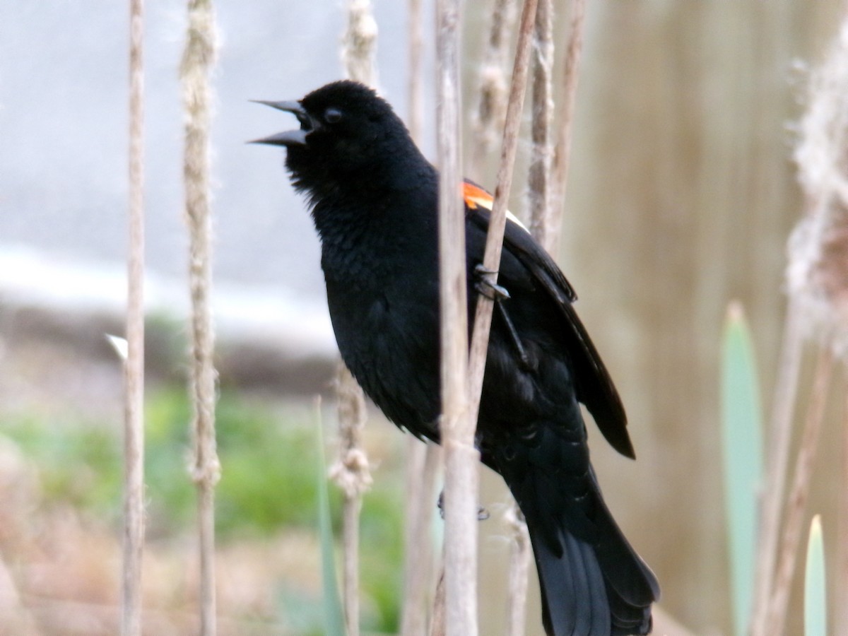 Red-winged Blackbird - Aquiles Enriquez