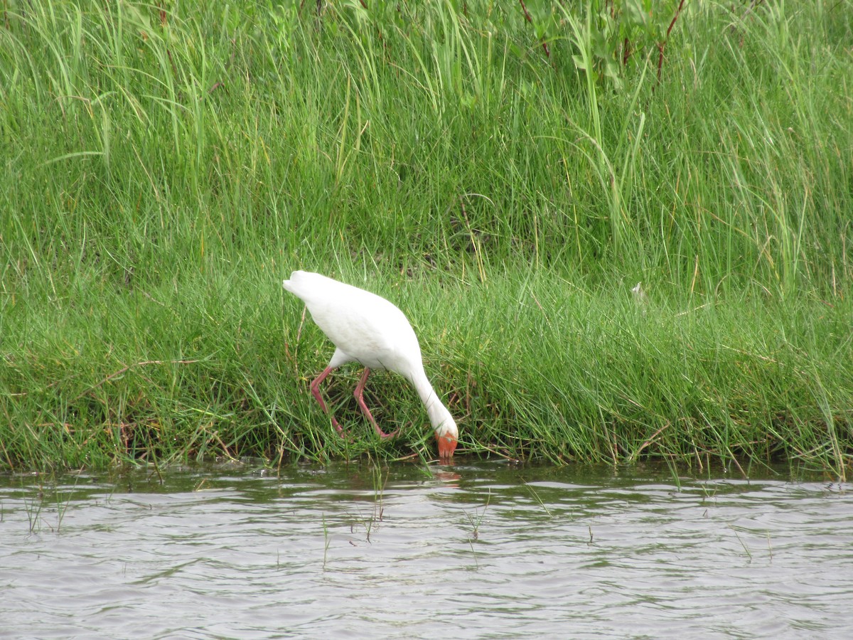 ibis bílý - ML618115442