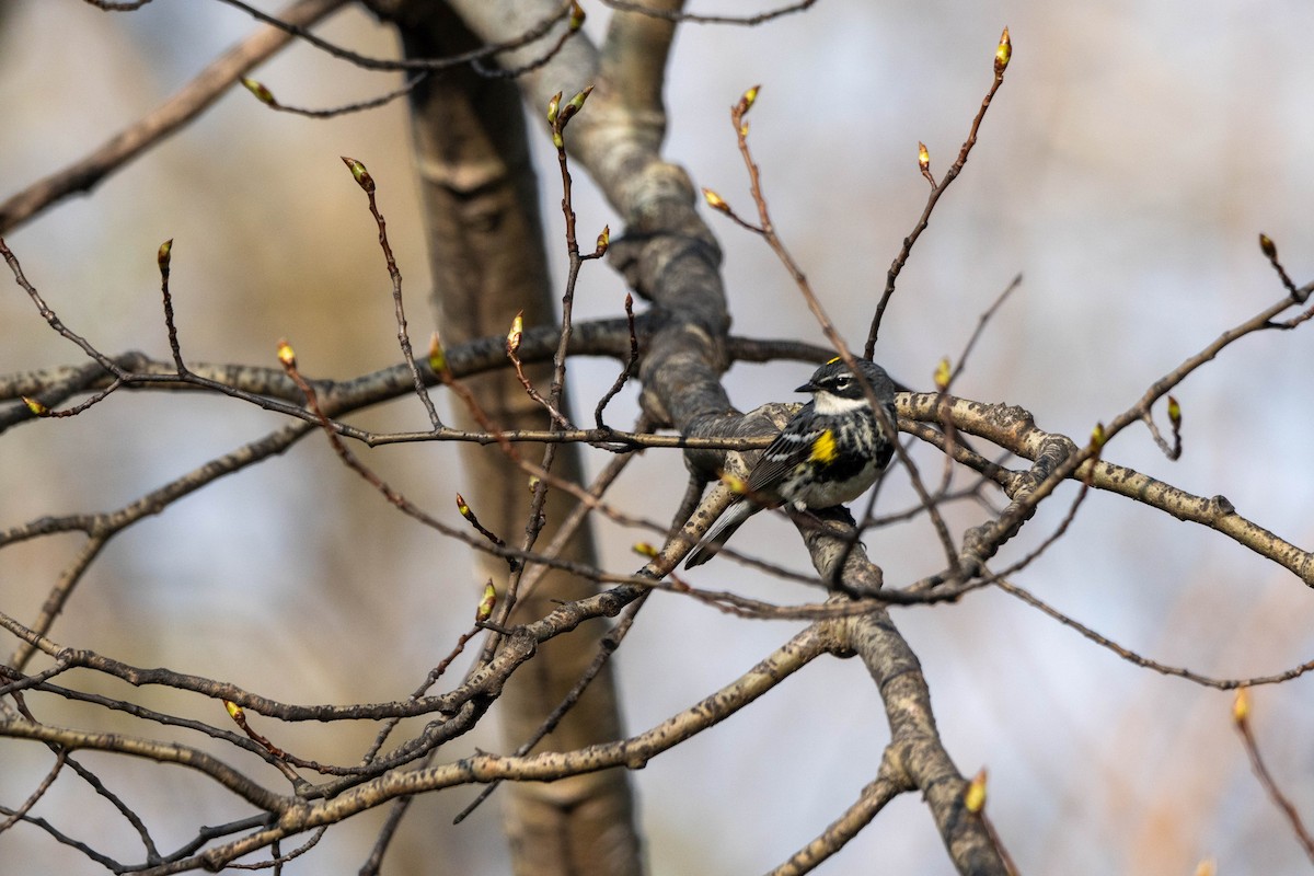 Yellow-rumped Warbler - Sleiman Shakkour