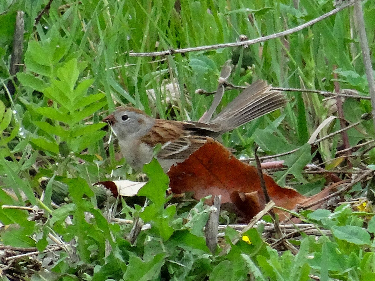 Field Sparrow - ML618115470