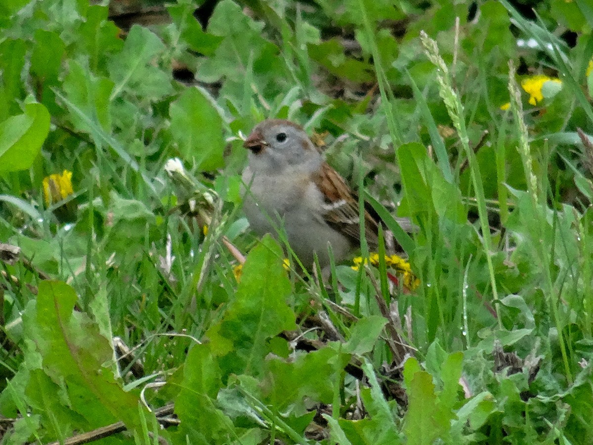 Field Sparrow - ML618115473