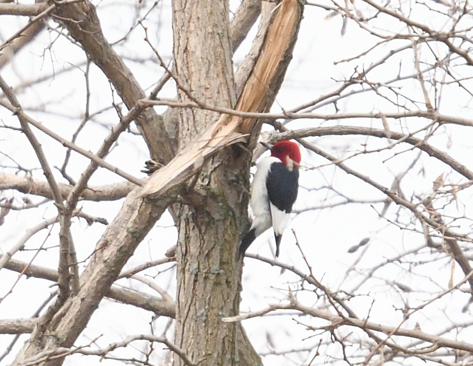 Red-headed Woodpecker - Margaret Hough