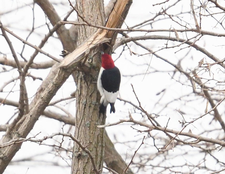 Red-headed Woodpecker - Margaret Hough