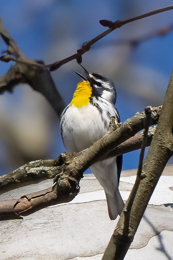 Yellow-throated Warbler - Nadine Bluemel