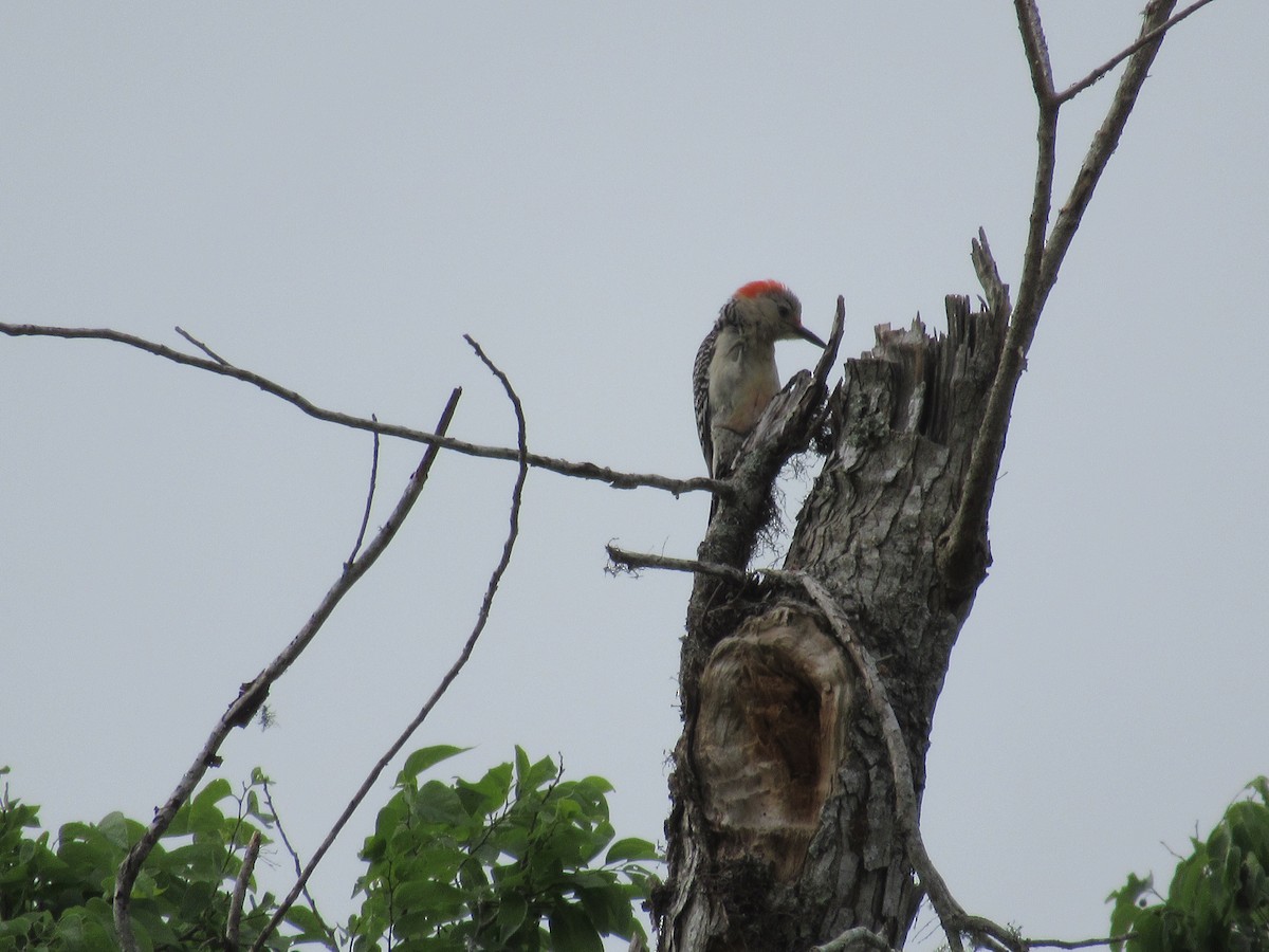 Red-bellied Woodpecker - Cristina Armas