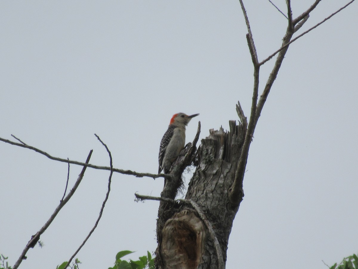 Red-bellied Woodpecker - Cristina Armas