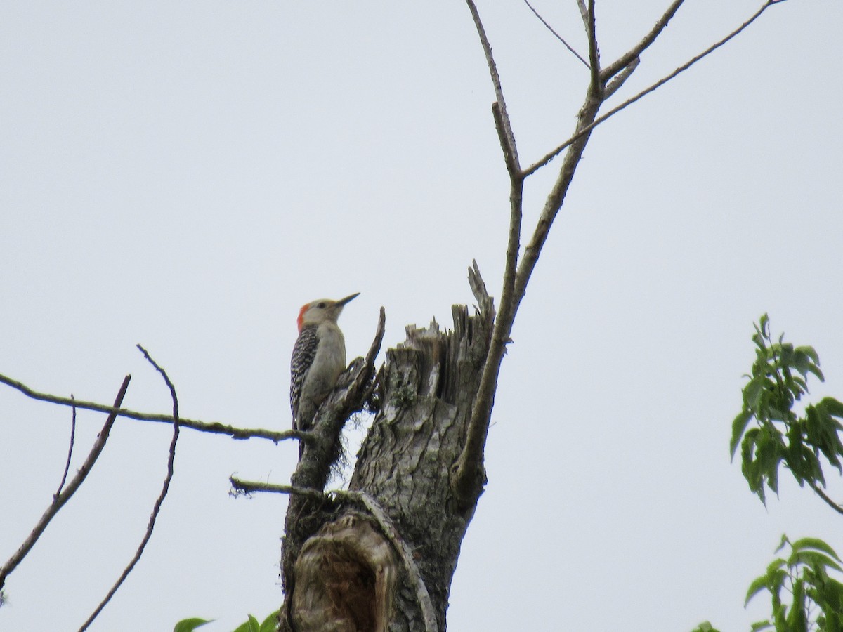 Red-bellied Woodpecker - ML618115519