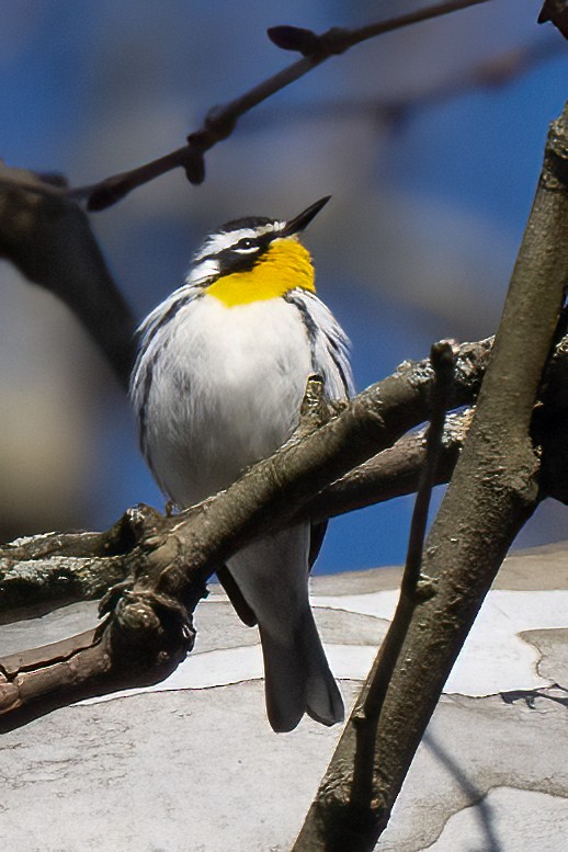 Yellow-throated Warbler - ML618115521