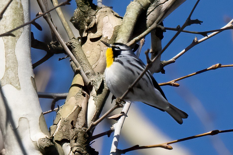 Yellow-throated Warbler - Nadine Bluemel