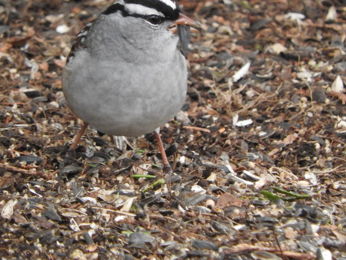 White-crowned Sparrow - ML618115568