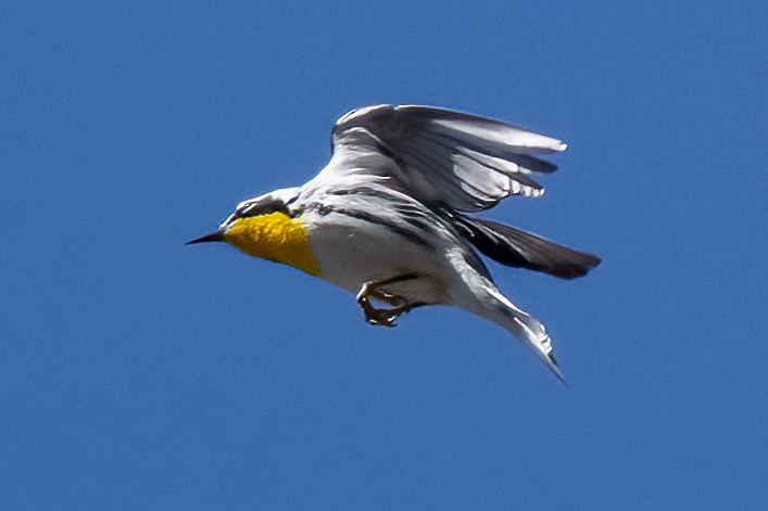 Yellow-throated Warbler - ML618115571