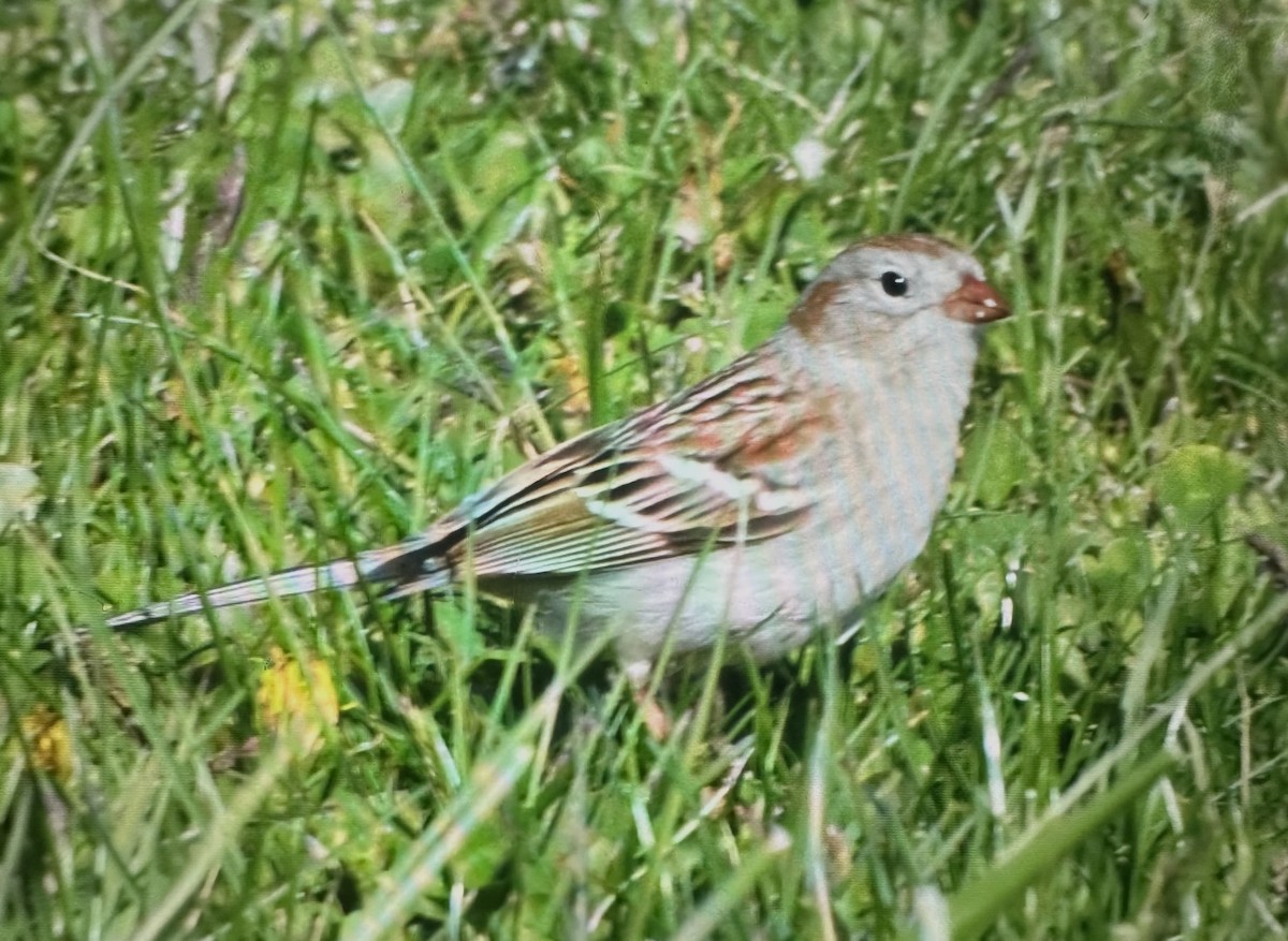 Field Sparrow - ML618115576