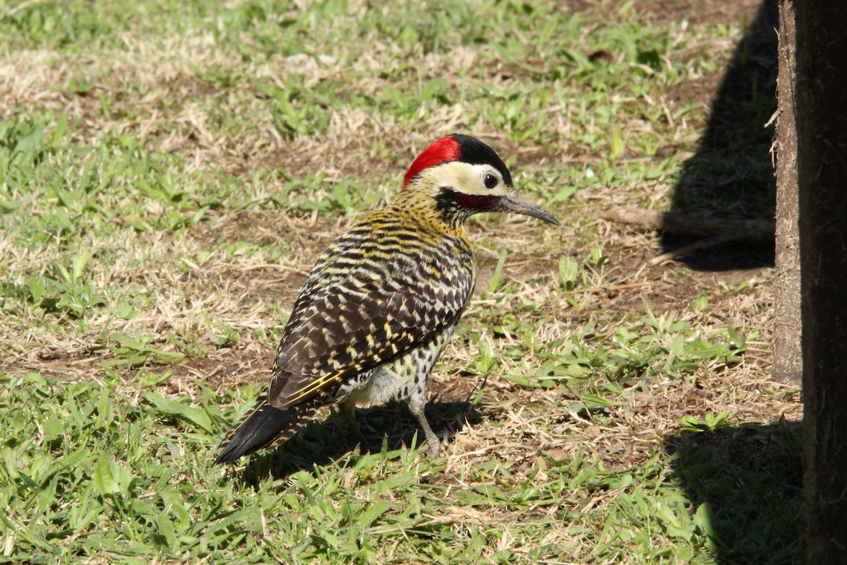 Green-barred Woodpecker - ML618115603