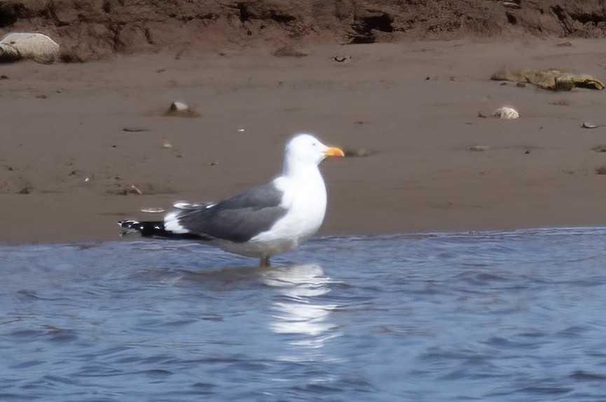 Lesser Black-backed Gull - Mitch (Michel) Doucet