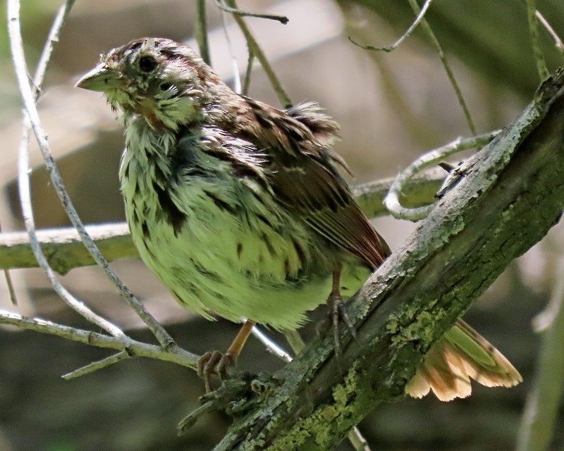 Song Sparrow (heermanni Group) - greg slak