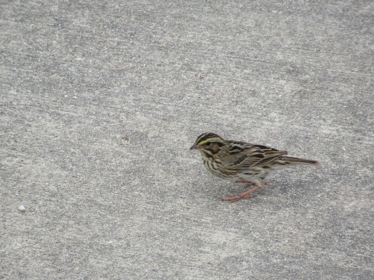 Savannah Sparrow - ML618115664