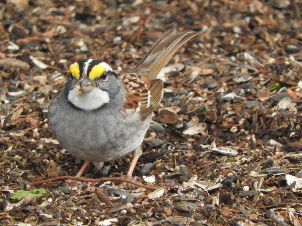 White-throated Sparrow - ML618115671