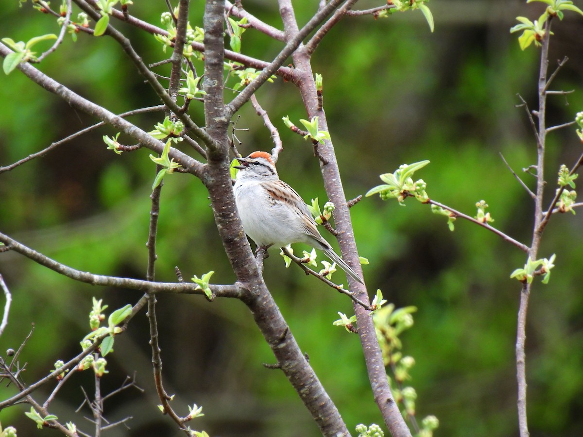 Chipping Sparrow - ML618115673