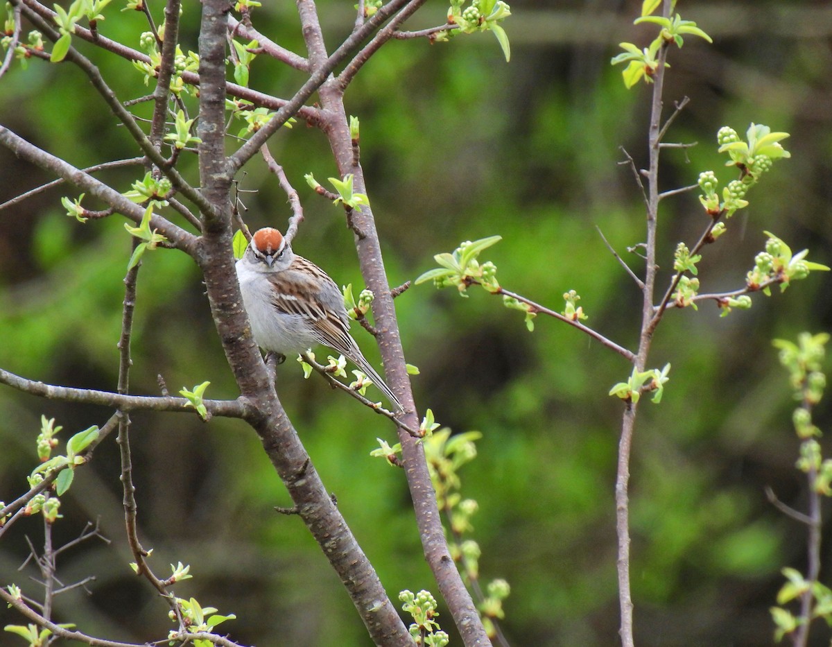 Chipping Sparrow - ML618115674