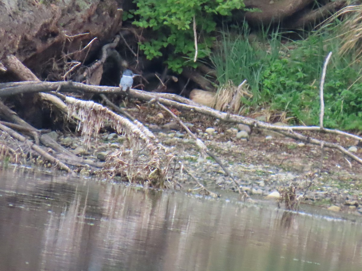 Belted Kingfisher - ML618115677