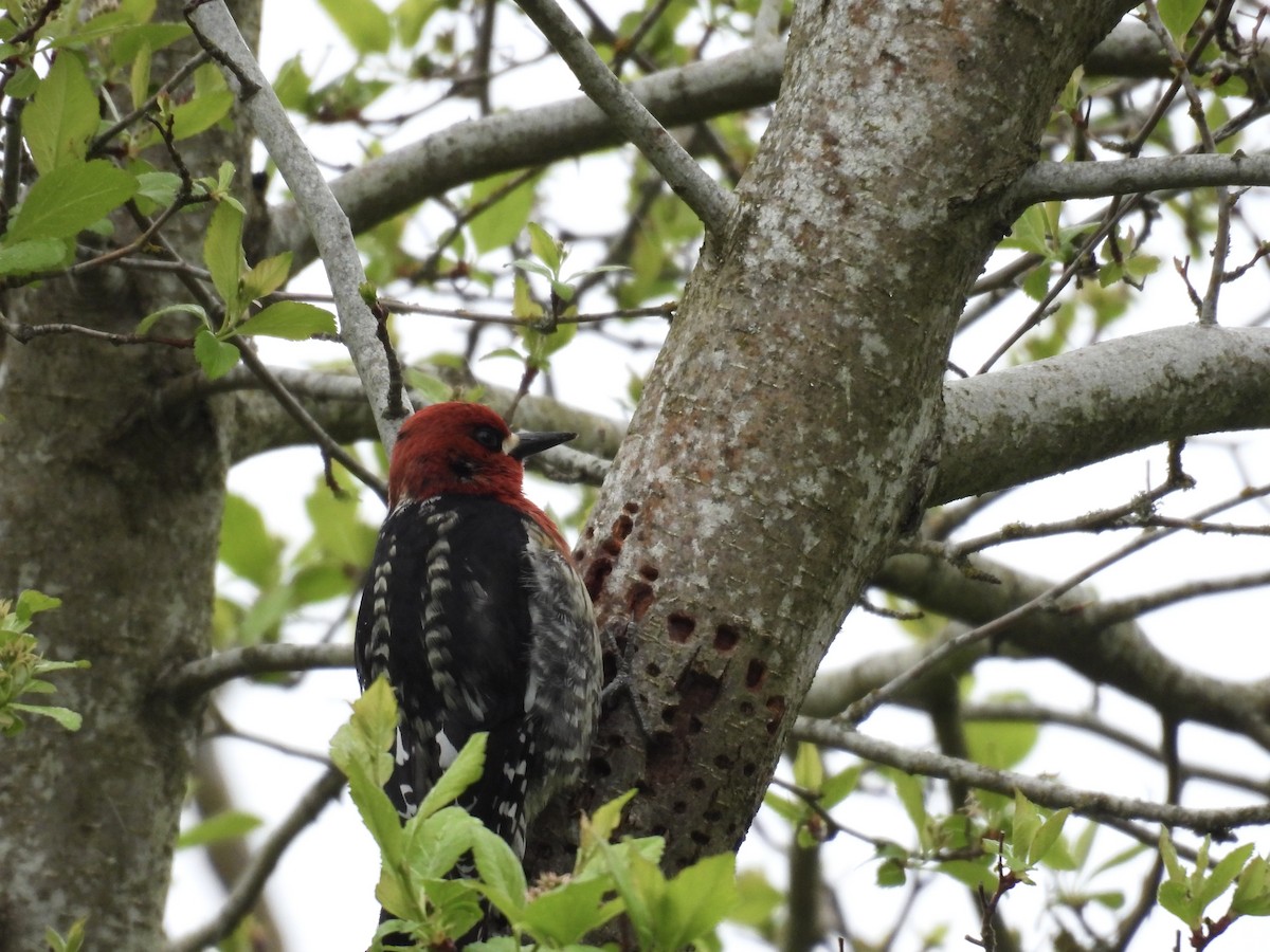Red-breasted Sapsucker - ML618115700