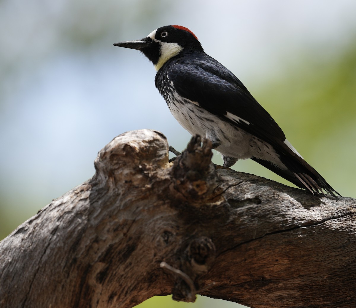 Acorn Woodpecker - Donald Estep