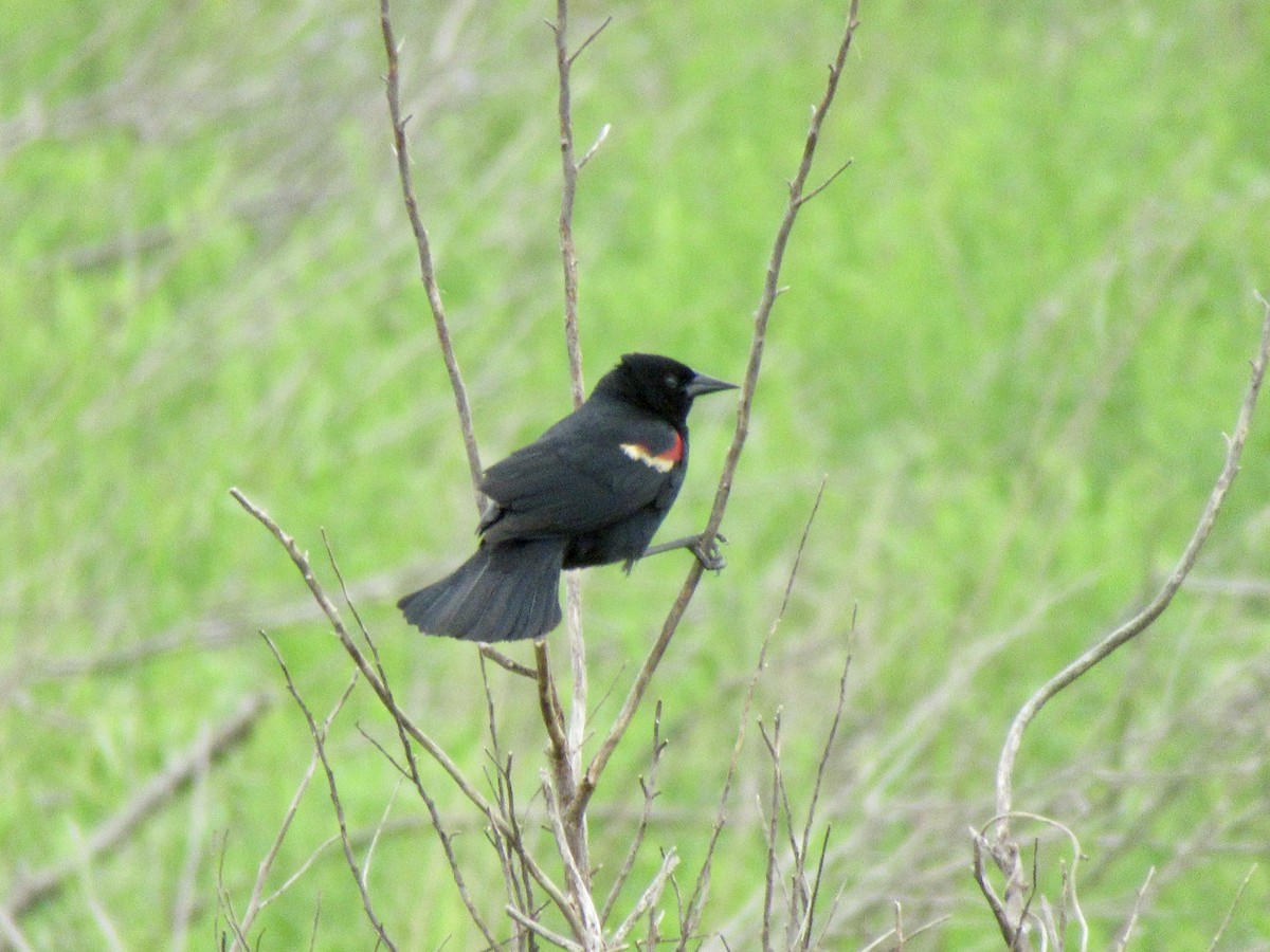 Red-winged Blackbird - ML618115726