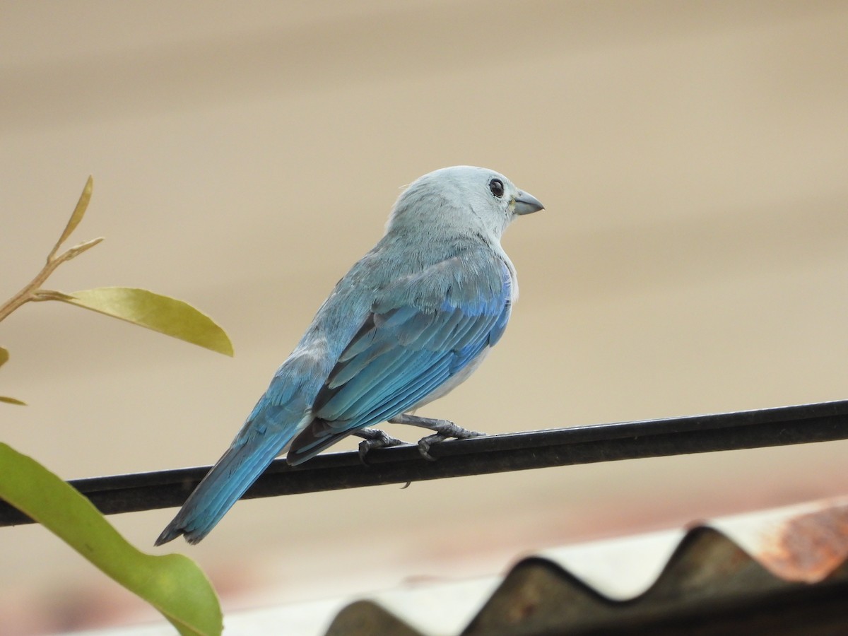 Blue-gray Tanager - ML618115744