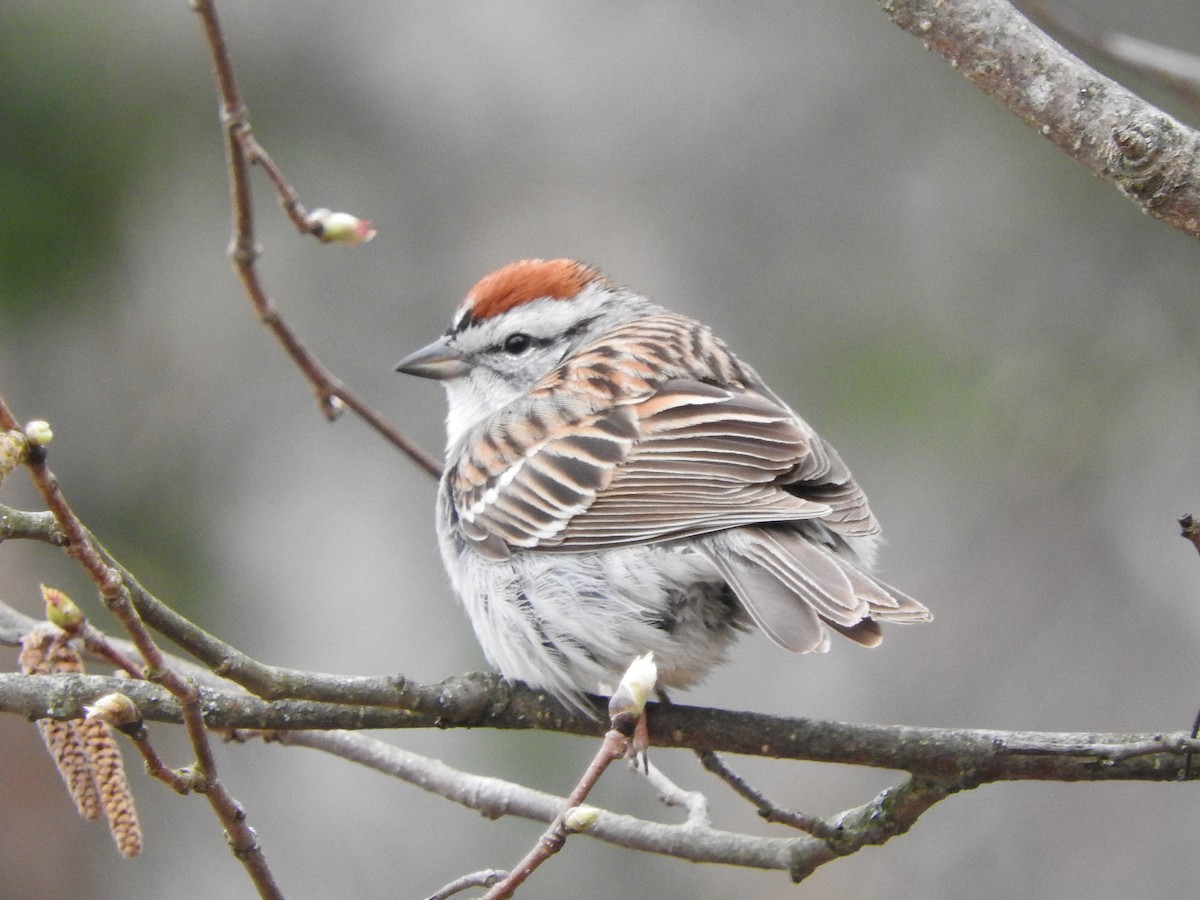 Chipping Sparrow - ML618115756