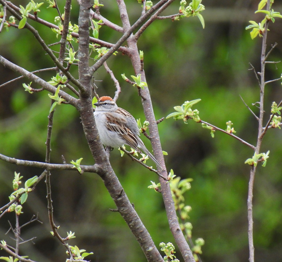 Chipping Sparrow - ML618115763