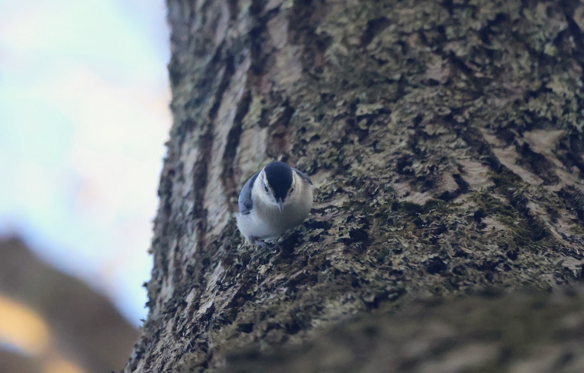 White-breasted Nuthatch - ML618115766
