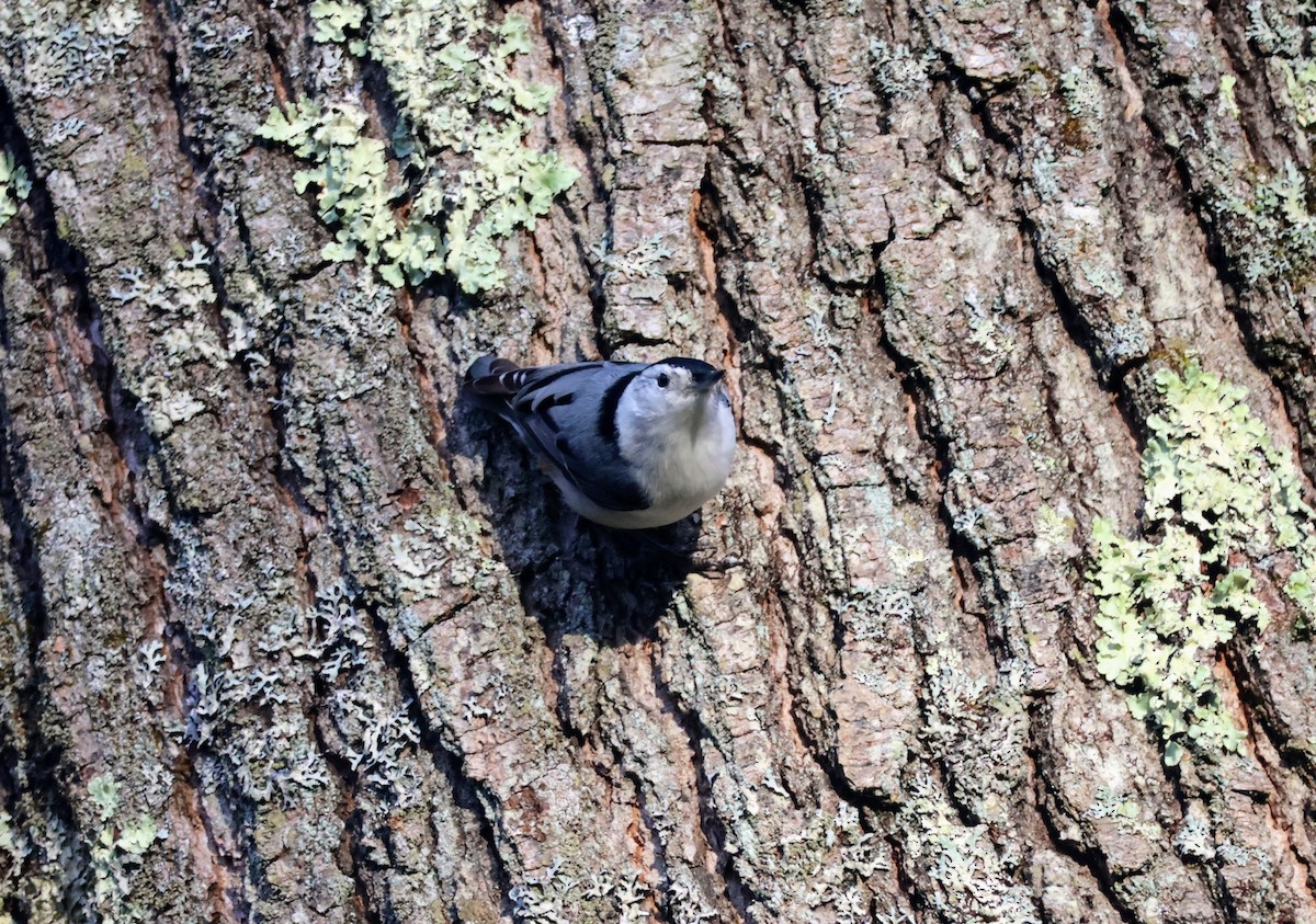 White-breasted Nuthatch - ML618115787