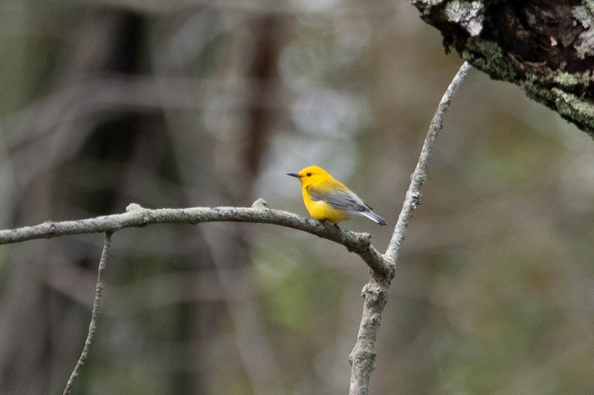 Prothonotary Warbler - ML618115788