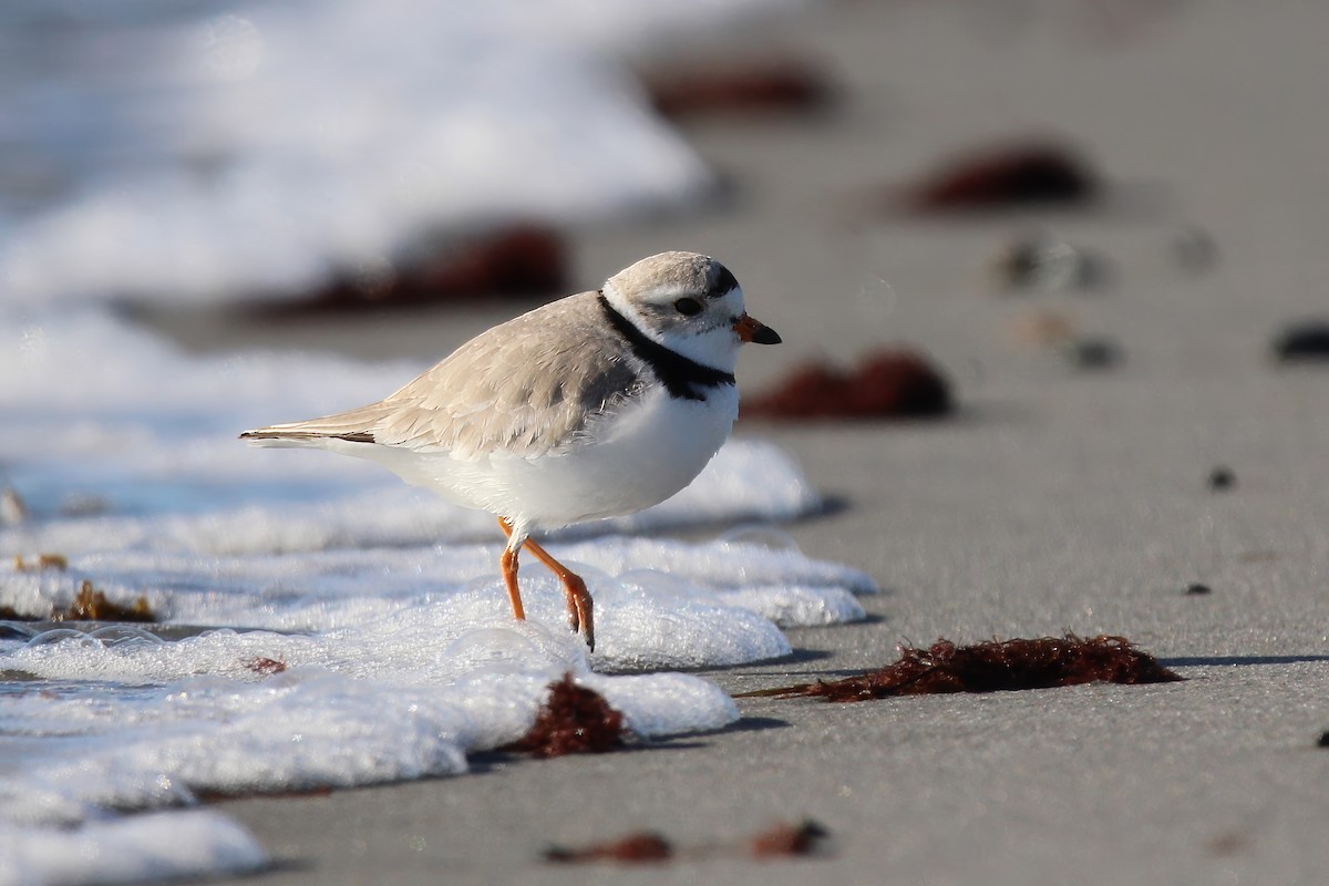 Piping Plover - ML618115828