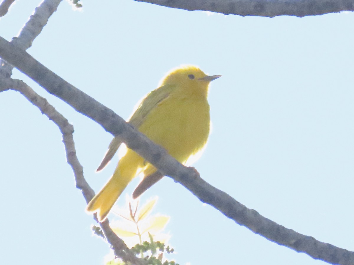 Yellow Warbler - ML618115835